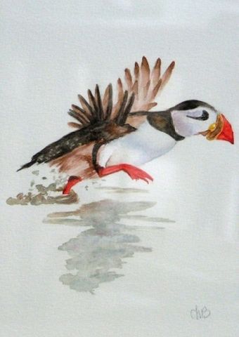 C.Judenne, 'Macareux' - aquarelle - 2011